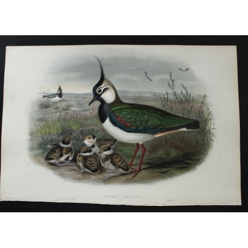 9058 - John Gould - Original lithograph of Lapwing or Peewit 1862-73. 

This original lithograph of the Lap... 