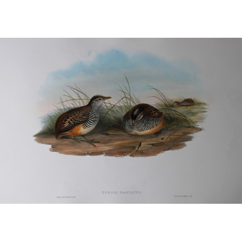 9063 - John Gould - Original lithograph of Barred Buttonquail 1849-83. 

This original lithograph of the Fa... 