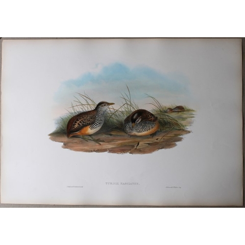 9063 - John Gould - Original lithograph of Barred Buttonquail 1849-83. 

This original lithograph of the Fa... 