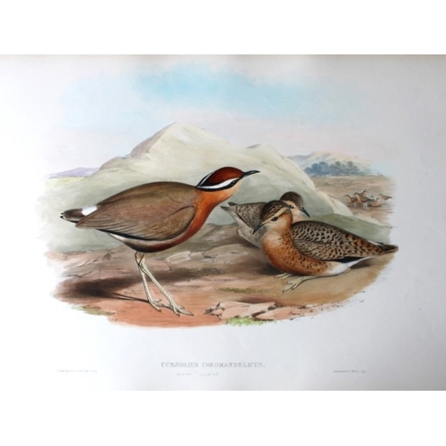 9065 - John Gould - Original lithograph of Indian Courser 1849-83. 

This original lithograph of the Indian... 