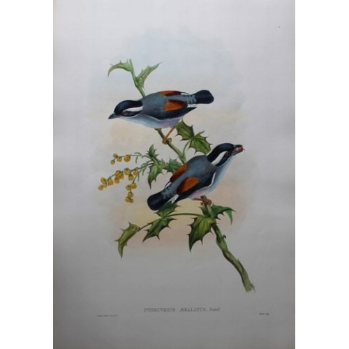 9066 - John Gould - Original lithograph of White-browed Shrike-babbler 1849-83. 

This original lithograph ... 