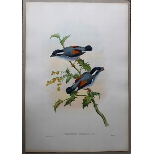 9066 - John Gould - Original lithograph of White-browed Shrike-babbler 1849-83. 

This original lithograph ... 