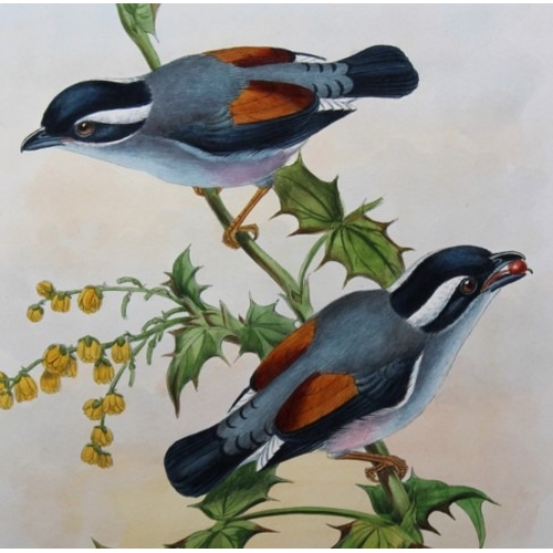 9066 - John Gould - Original lithograph of White-browed Shrike-babbler 1849-83. 

This original lithograph ... 