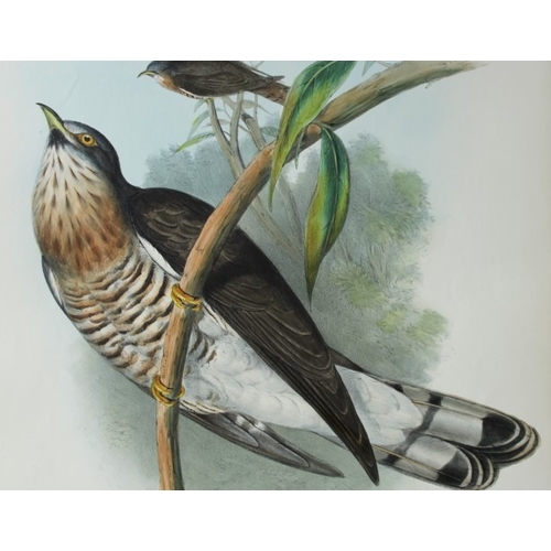 9067 - John Gould - Original lithograph of Powerful Cuckoo 1849-83. 

This original lithograph of the Power... 