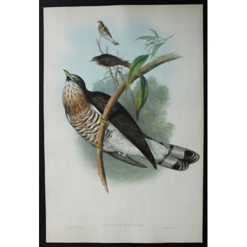 9067 - John Gould - Original lithograph of Powerful Cuckoo 1849-83. 

This original lithograph of the Power... 