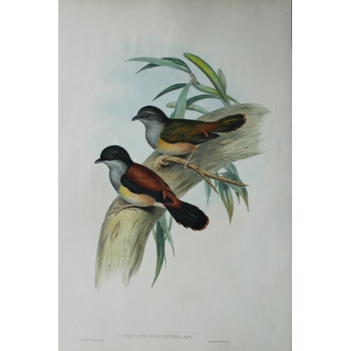 9068 - John Gould - Original lithograph of Black-headed Shrike-babbler 1849-83. 

This original lithograph ... 