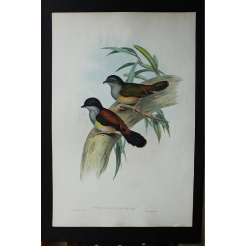 9068 - John Gould - Original lithograph of Black-headed Shrike-babbler 1849-83. 

This original lithograph ... 