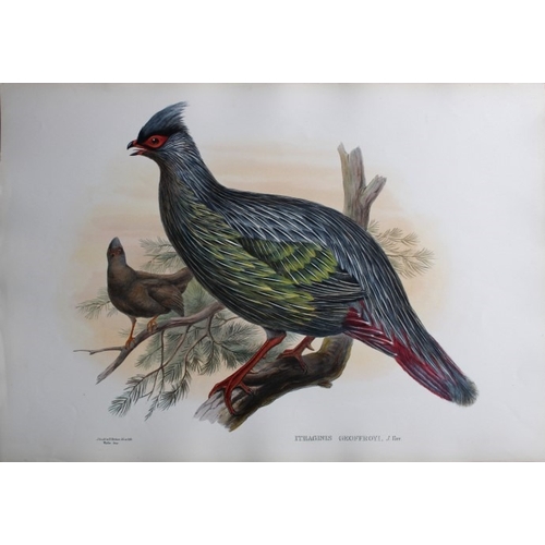 9069 - John Gould - Original lithograph of Geoffroy's Francolin 1849-83. 

This original lithograph of  Geo... 