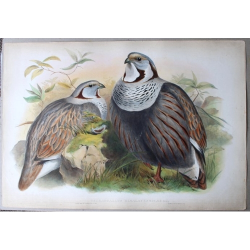 9070 - John Gould - Original lithograph of Himalayan Snowcock 1849-83. 

This original lithograph of the Hi... 