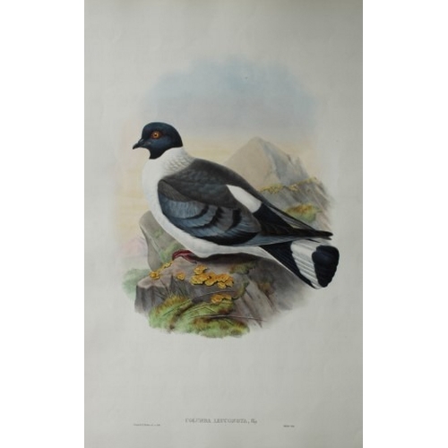 9071 - John Gould - Original lithograph of White-bellied Pigeon 1849-83. 

This original lithograph of the ... 