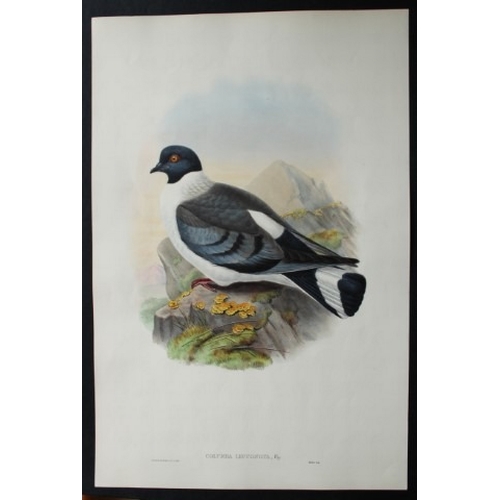 9071 - John Gould - Original lithograph of White-bellied Pigeon 1849-83. 

This original lithograph of the ... 