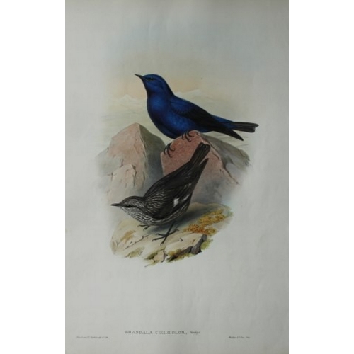 9072 - John Gould - Original lithograph of Celestial Grandala 1849-83. 

This original lithograph of the Ce... 