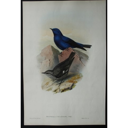 9072 - John Gould - Original lithograph of Celestial Grandala 1849-83. 

This original lithograph of the Ce... 