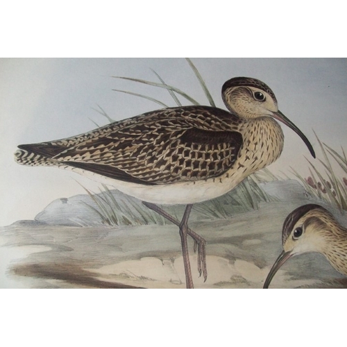 9075 - John Gould - Original lithograph of Little Whimbrel 1840-48. 

This lithograph of the Little Whimbre... 