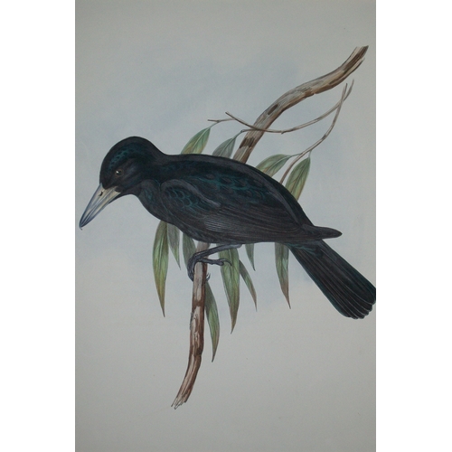 9079 - John Gould - Original lithograph of White-Bellied Cuckoo-Shrike 1840-48. 

This original lithograph ... 