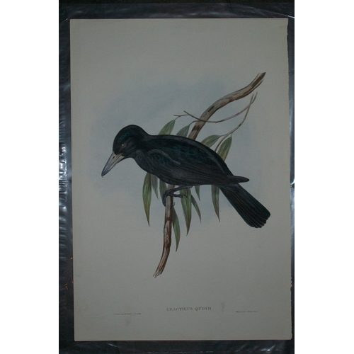 9079 - John Gould - Original lithograph of White-Bellied Cuckoo-Shrike 1840-48. 

This original lithograph ... 