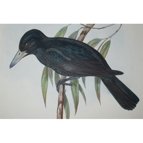 9079 - John Gould - Original lithograph of White-Bellied Cuckoo-Shrike 1840-48. 

This original lithograph ... 