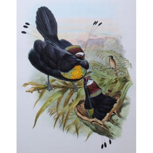 9082 - John Gould - Original lithograph of Bird of Paradise  1875-88. 

This original lithograph of the Six... 