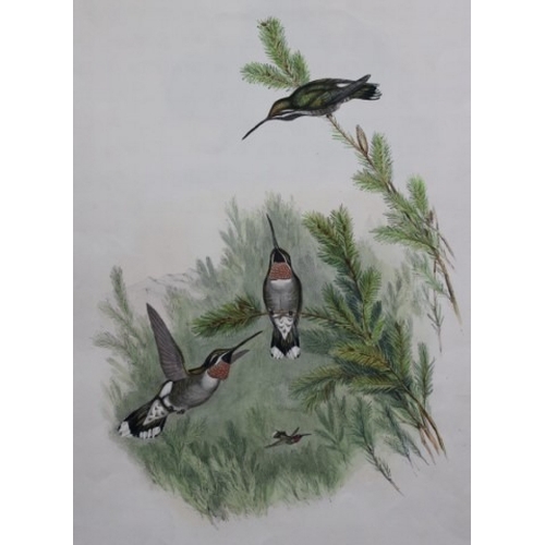 9084 - John Gould - Original lithograph of Constant's Star-throat Humming Bird 1849-61. 

This magnificent ... 