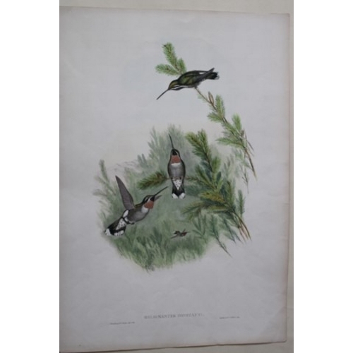 9084 - John Gould - Original lithograph of Constant's Star-throat Humming Bird 1849-61. 

This magnificent ... 