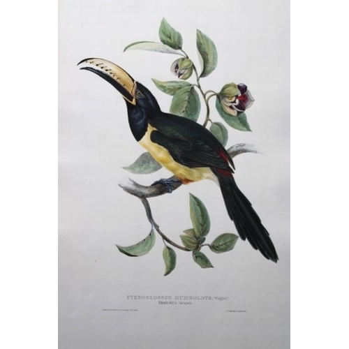 9086 - John Gould - Original lithograph of Humboldt's Aracari Toucan 1833. 

This magnificent original lith... 