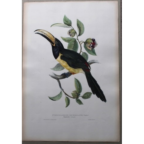 9086 - John Gould - Original lithograph of Humboldt's Aracari Toucan 1833. 

This magnificent original lith... 