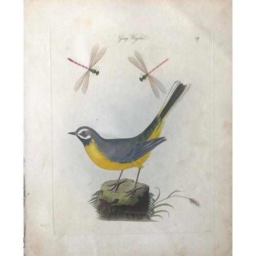 9089 - James Bolton - Engraving of Gray Wagtail 1824. 

This print is from James Bolton's Harmonia Ruralis,... 