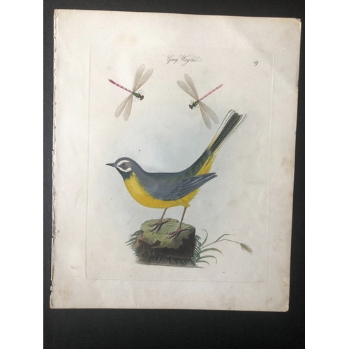 9089 - James Bolton - Engraving of Gray Wagtail 1824. 

This print is from James Bolton's Harmonia Ruralis,... 