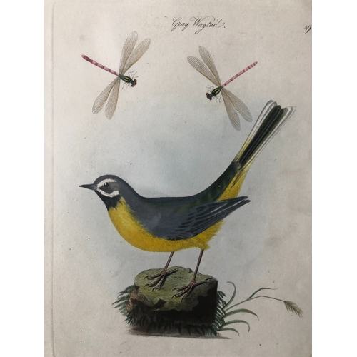 9089 - James Bolton - Engraving of Gray Wagtail 1824. 

This print is from James Bolton's Harmonia Ruralis,... 