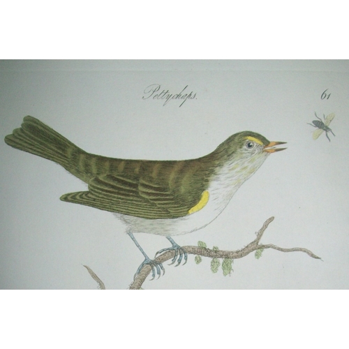 9090 - James Bolton - Engraving of Pettychaps or Warblers 1824. 

This print is from James Bolton's Harmoni... 