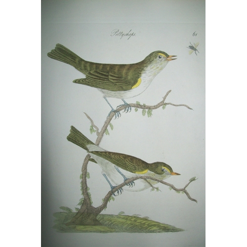 9090 - James Bolton - Engraving of Pettychaps or Warblers 1824. 

This print is from James Bolton's Harmoni... 