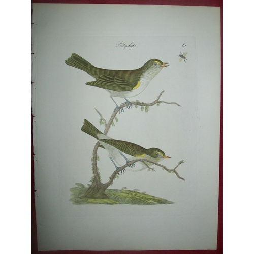 9090 - James Bolton - Engraving of Pettychaps or Warblers 1824. 

This print is from James Bolton's Harmoni... 