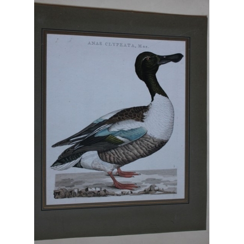 9093 - Nozeman & Sepp - Engraving of Northern Shoveler 1770. 

This beautiful engraving of Anas Clypeata (N... 