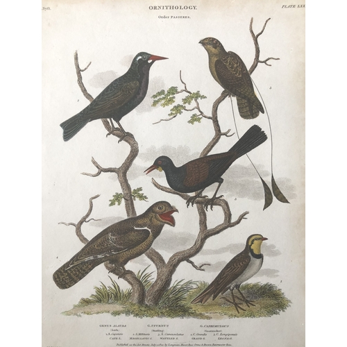 9100 - Sydenham Edwards - Hand-coloured engraving of birds 1820. 

This beautiful hand-coloured engraving i... 