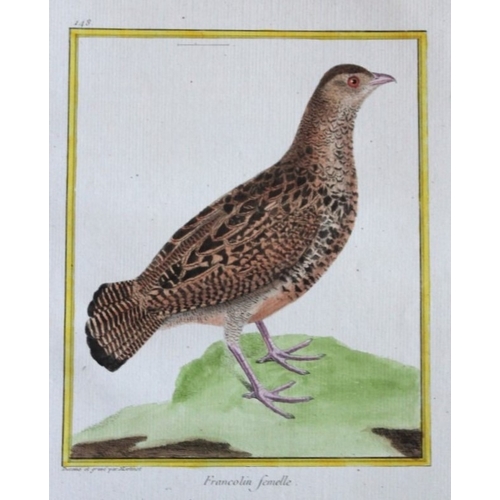 9101 - FN Martinet - Francolin 1770. 

This print is by Francois Nicolas Martinet from the Comte de Buffon'... 