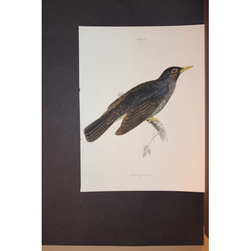 9106 - Edward Lear - Square-tailed Bulbul (Hypsipetes Ganeesa) 1836. 

This engraving by Edward Lear is fro... 