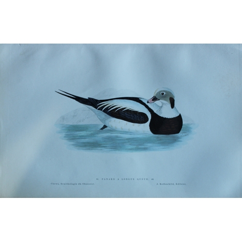 9111 - Jean Charles Chenu - 3 duck prints 1870. 

These hand-coloured lithographs are from Ornithologie du ... 