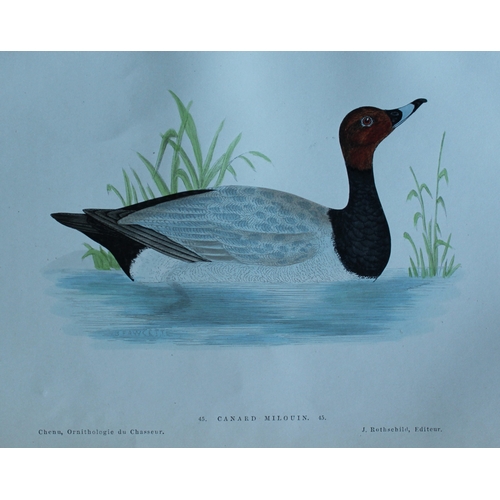 9111 - Jean Charles Chenu - 3 duck prints 1870. 

These hand-coloured lithographs are from Ornithologie du ... 