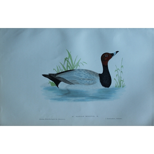 9111 - Jean Charles Chenu - 3 duck prints 1870. 

These hand-coloured lithographs are from Ornithologie du ... 