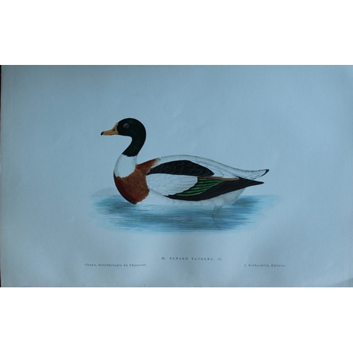 9111 - Jean Charles Chenu - 3 duck prints 1870. 

These hand-coloured lithographs are from Ornithologie du ... 