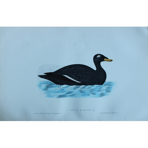 9112 - Jean Charles Chenu - 4 duck prints 1870. 

These hand-coloured lithographs are from Ornithologie du ... 