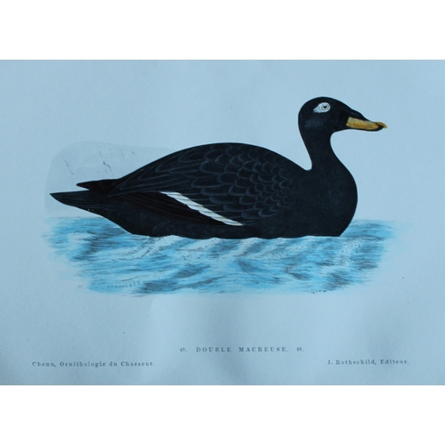 9112 - Jean Charles Chenu - 4 duck prints 1870. 

These hand-coloured lithographs are from Ornithologie du ... 