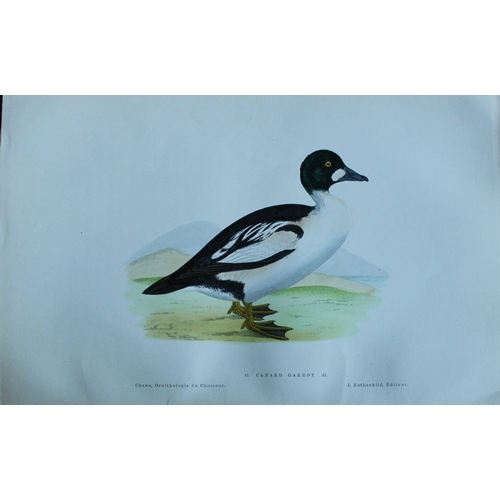 9112 - Jean Charles Chenu - 4 duck prints 1870. 

These hand-coloured lithographs are from Ornithologie du ... 