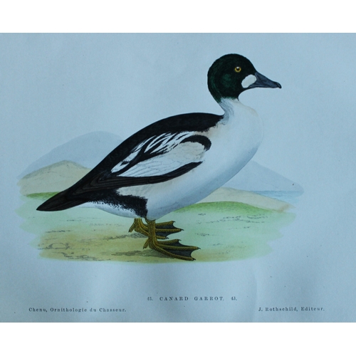 9112 - Jean Charles Chenu - 4 duck prints 1870. 

These hand-coloured lithographs are from Ornithologie du ... 