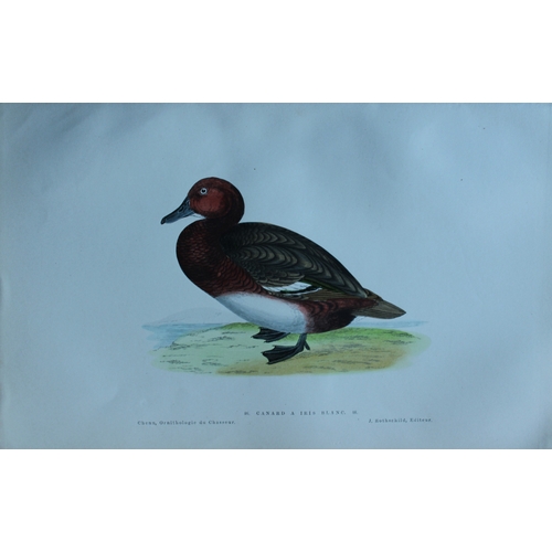 9112 - Jean Charles Chenu - 4 duck prints 1870. 

These hand-coloured lithographs are from Ornithologie du ... 