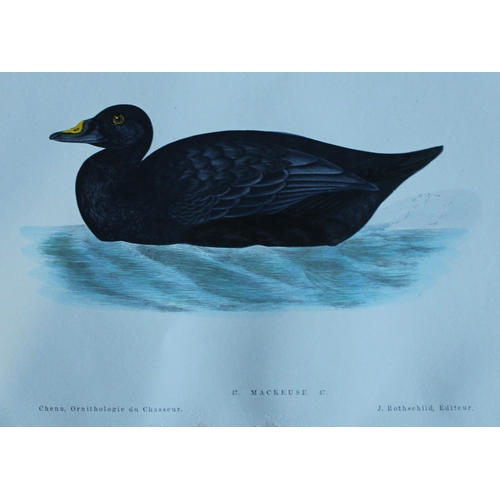 9112 - Jean Charles Chenu - 4 duck prints 1870. 

These hand-coloured lithographs are from Ornithologie du ... 