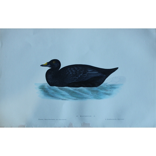 9112 - Jean Charles Chenu - 4 duck prints 1870. 

These hand-coloured lithographs are from Ornithologie du ... 