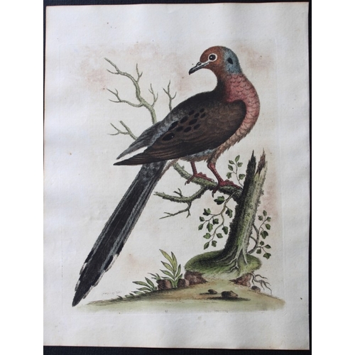 9114 - George Edwards - Engraving of Transverse striped or barred Dove 1743. 

This beautiful engraving is ... 