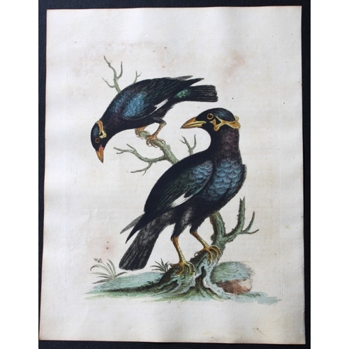 9115 - George Edwards - Engraving of Myna Bird 1743. 

This beautiful engraving is from A History of Uncomm... 