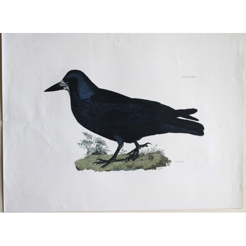 9121 - Prideaux J Selby - Rook 1821. 

This rare copper plate engraving with hand-colouring is from the fir... 